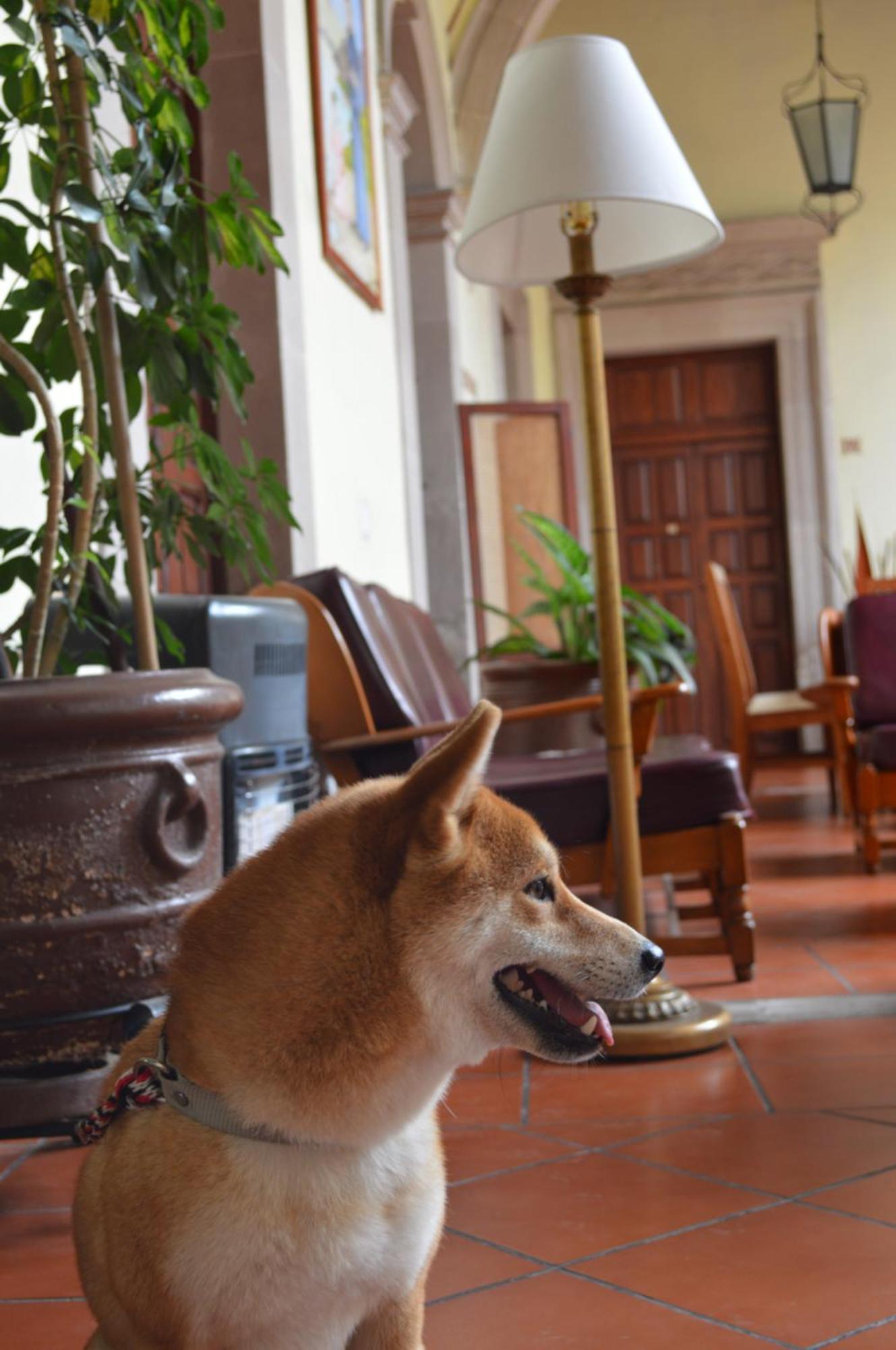 Hotel Posada San Agustin Дуранго Экстерьер фото
